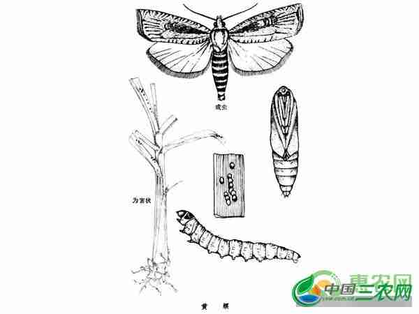 甘蔗螟虫防治方法